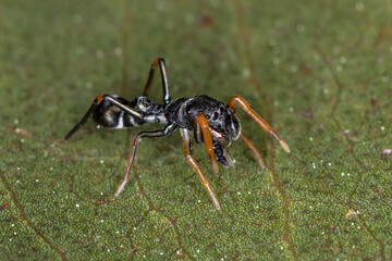 Mourning Ant-mimic Spider (Myrmarachne luctuosa) Side View