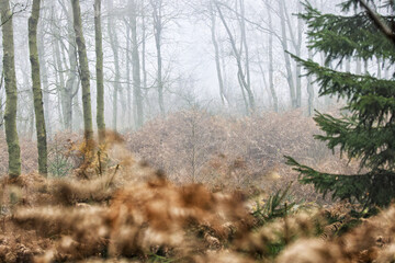 Nebeltag am Rand des Mecklenbruch im Naturpark Solling-Vogler 