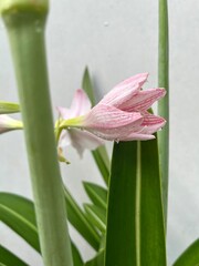 Dew-Kissed Hippeastrum Reticulatum - Netted-Veined Amaryllis with Water Droplets