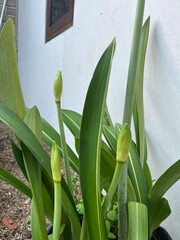 Hippeastrum Reticulatum Buds - Netted-Veined Amaryllis Before Blooming