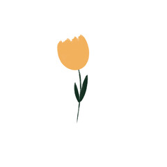 yellow tulip flower