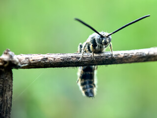 Close up of scoliid wasp (Scoliidae), scoliid wasp perched on a tree branch
