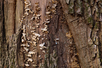 An old tree with cracked bark, covered in numerous small bracket fungi. The fungi have a light...