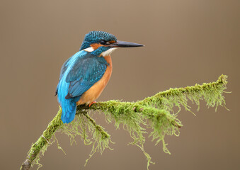 European Kingfisher ( Alcedo atthis ) close up