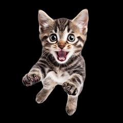 Obraz premium little cat in mid-jump surprising face, exuding energy and liveliness. The illustration showcases the agile movements of the cat, with its body gracefully on transparent background.