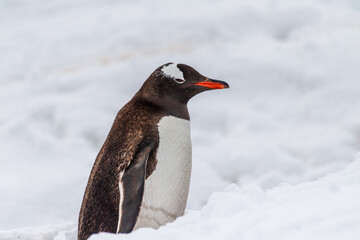 Obraz premium Close-up of a Gentoo Penguin -Pygoscelis papua- walking along a penguin highway in a snowy landscape of the colony at Danco island, on the Antarctic Peninsula
