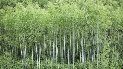 Obraz premium Lush aspen grove, summer foliage, mountain backdrop, nature scene, website background