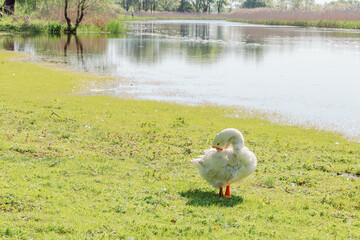 A white goose standing on a grassy field near the river.