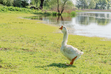 White goose standing on green grass near water