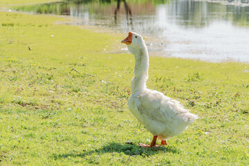 White goose standing on green grass near water