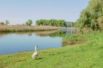 A white goose standing on green grass near the water
