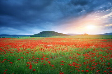 Nature labdscape composition of poppy field at night and heavy cloudy sky.
