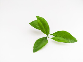 green leaves isolated on white background