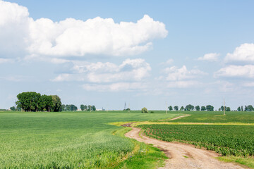Rural dirt road through green agricultural fields