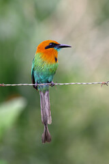 The broad-billed motmot, Electron platyrhynchum, is a bird of Momotidae family