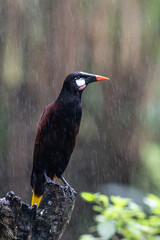 The Montezuma oropendola, Psarocolius montezuma, in a heavy rain