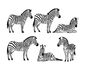 Fototapeta premium Bold Zebra Silhouette Collection Vector Template Design