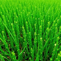 Naklejka premium Lush green park grass, blades of various heights, photo, park, texture