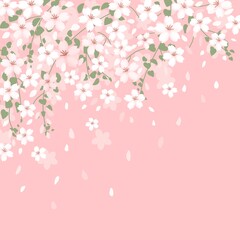 Fototapeta premium cherry blossom background