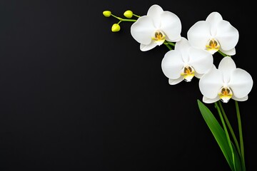 Fototapeta premium Elegant white orchid flowers studio photography dark background close-up floral beauty