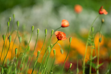 ナガミヒナゲシのつぼみの中にポツンと咲く花