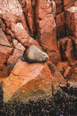 marmot in the mountains