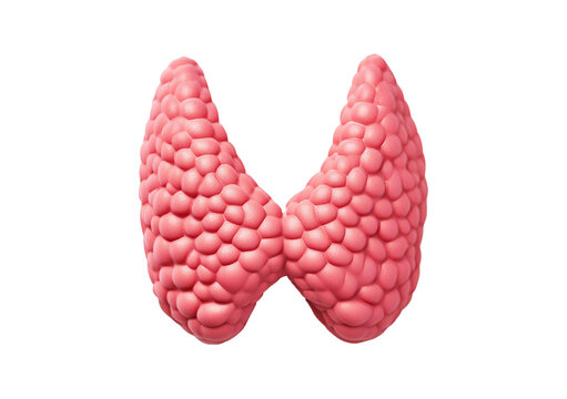 Thyroid gland Isolated on transparent or white background