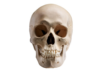 Skull Isolated on transparent or white background
