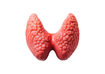 Thyroid gland Isolated on transparent or white background