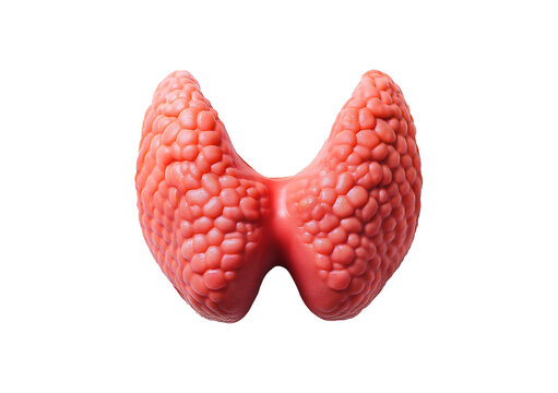 Thyroid gland Isolated on transparent or white background