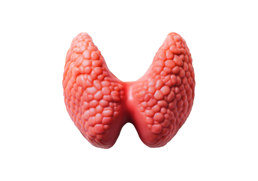 Thyroid gland Isolated on transparent or white background