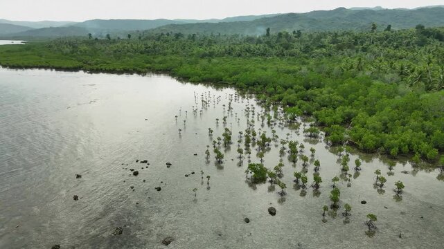 Coastal Mangrove Forest and Shoreline