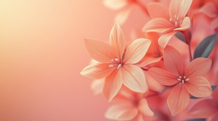 Obraz premium Close Up View of Light Orange Flowers with Soft Light in a Botanical Setting