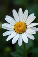 Obraz premium Close-up of a solitary daisy, showing intricate petal detail , nature, stock