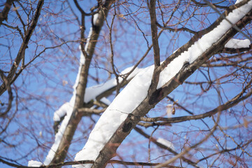 tree. detail of a tree with snow on it.