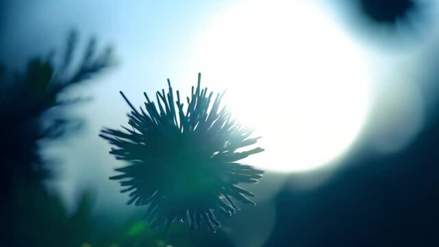 Vibrant macro video, 360-degree orbit around single, dark purple juniper berry, needle-like leaf, backlit against a bright sky, creating a silhouette effect