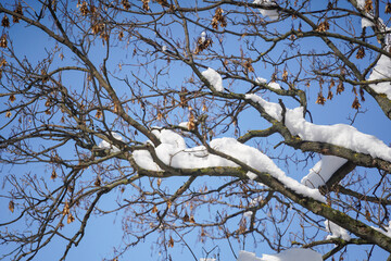 tree. detail of a tree with snow on it.