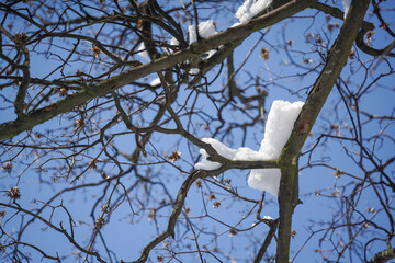 tree. detail of a tree with snow on it.