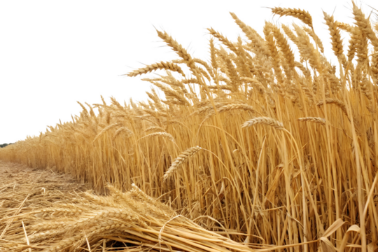 Close Up of Golden Wheat Field with Freshly Harvested Path