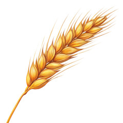 wheat isolated on white background