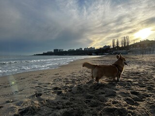 Happy Dog Exploring the Sandy Coastline | Corgi Enjoying the Sunset at the Beach