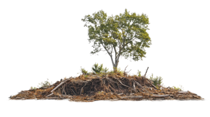 Isolated Tree on Mound: A single, vibrant tree stands atop a small mound, showcasing its lush green foliage and sturdy trunk against a clear backdrop. 