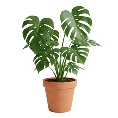 Fototapeta premium Vibrant Monstera deliciosa plant in a pot, isolated on a transparent background perfect for design decor or plant-themed projects