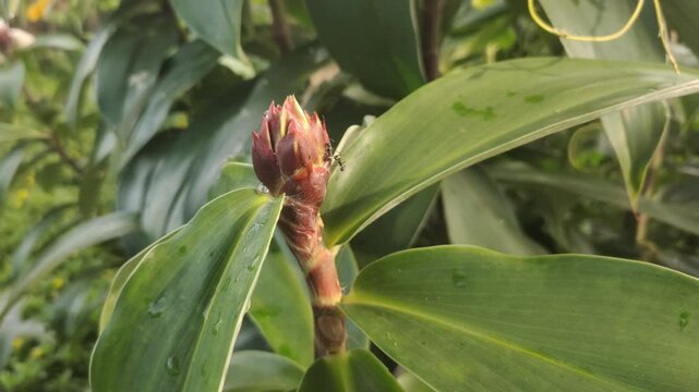 Cheilocostus speciosus or Ginger Krep is a native rhizome plant. The flowering spikes are deep red, round, each flower is white. This plant can be found easily in parks and gardens.