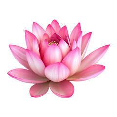 A pink lotus flower, on a transparent background