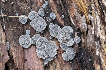 Resupinate Fungi Mushrooms on Decaying Wood (Genus Resupinatus)