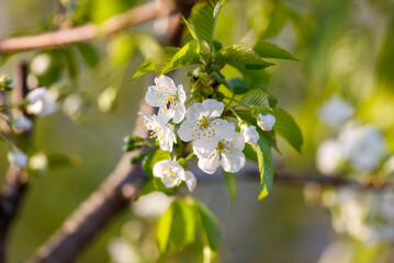 A tree with white flowers is in full bloom