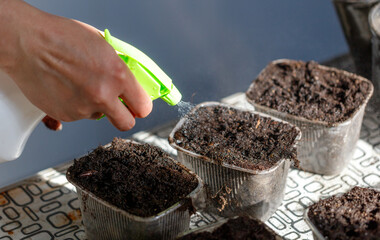 A person is spraying a green spray bottle on a tray of dirt