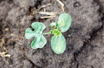 A small plant is growing in the dirt