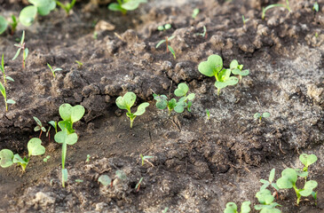 A field of dirt with a few plants growing in it